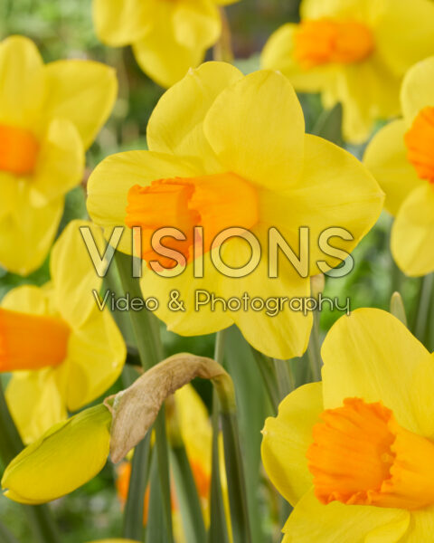 Narcissus Kingsday Narcissus Kingsday