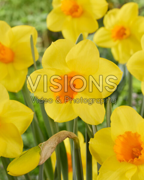 Narcissus Kingsday Narcissus Kingsday