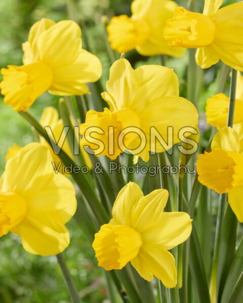 Narcissus Adriana Narcissus Adriana