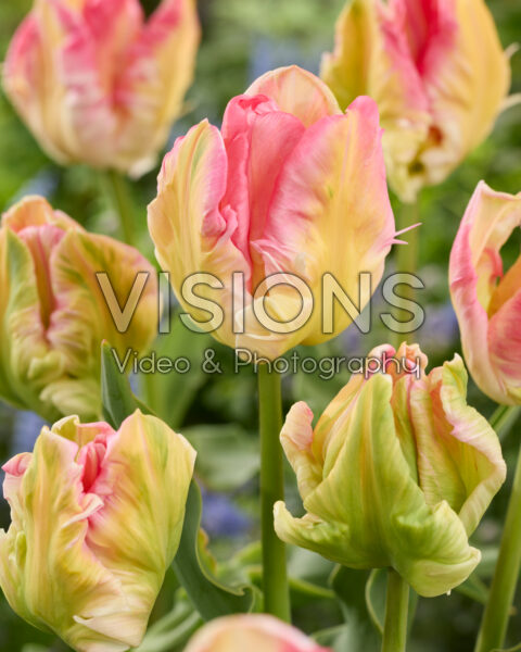 Tulipa Zambesi Tulipa Zambesi