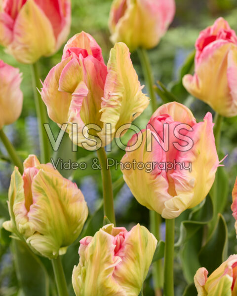Tulp Zambesi Tulp Zambesi