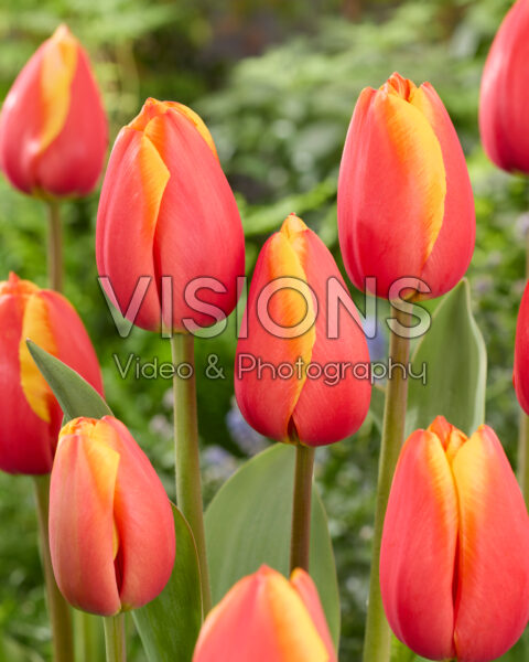Tulipa Milatz Tulipa Milatz