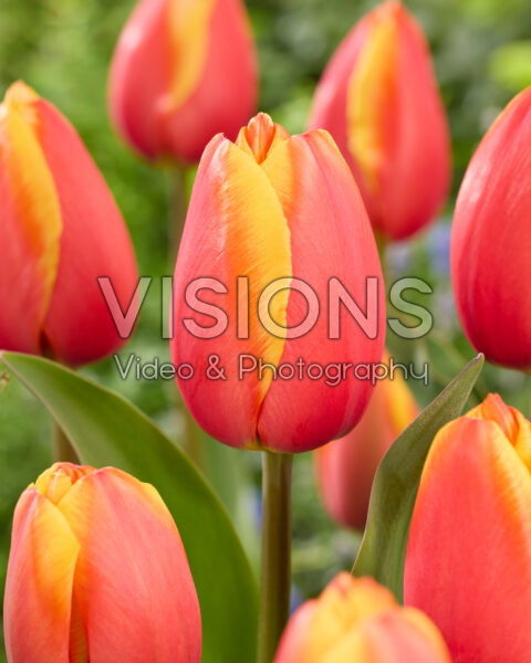 Tulipa Milatz Tulipa Milatz