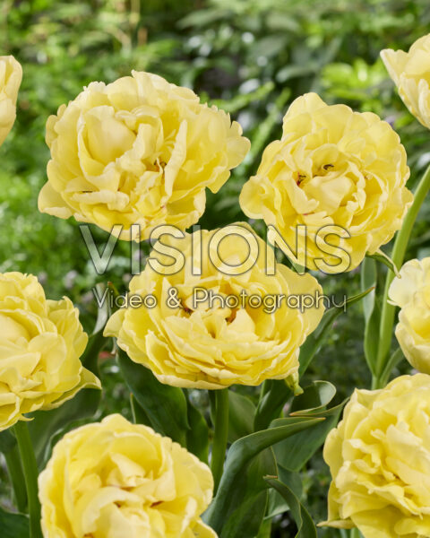 Tulipa Avant Garde Tulipa Avant Garde