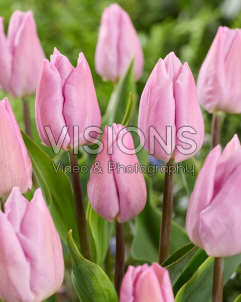 Tulipa Candy Prince Tulipa Candy Prince