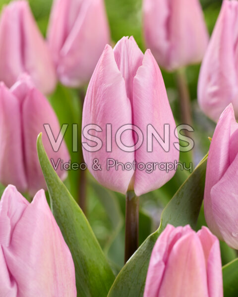 Tulipa Candy Prince Tulipa Candy Prince