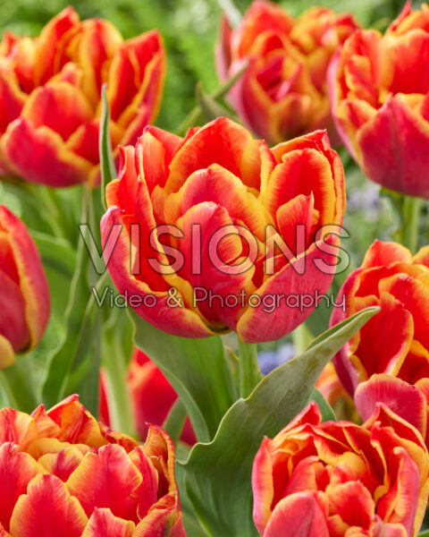 Tulipa Tinder Tulipa Tinder