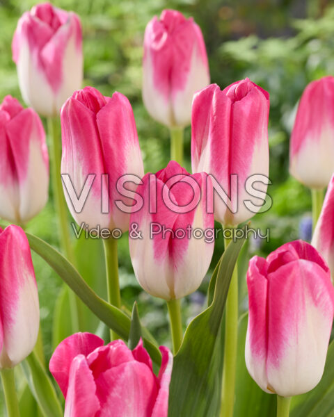 Tulipa Momotaro Tulipa Momotaro