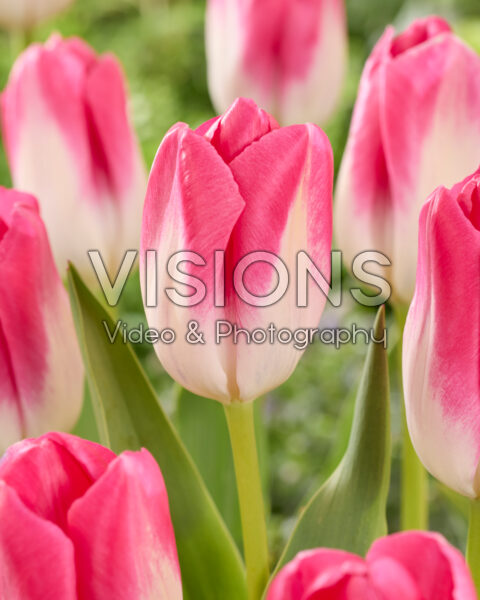 Tulipa Momotaro Tulipa Momotaro