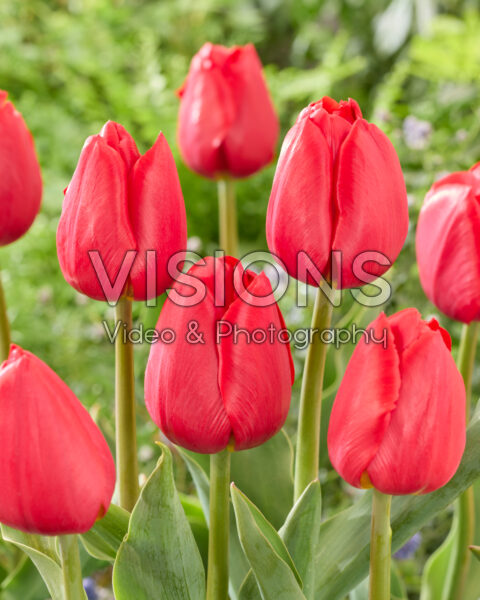 Tulipa Red Stone Tulipa Red Stone