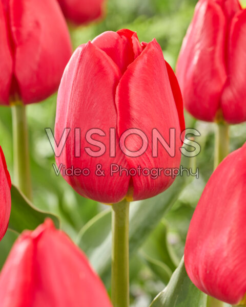 Tulipa Red Stone Tulipa Red Stone