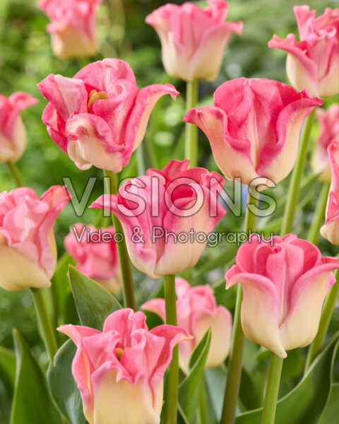 Tulipa Crown of Dynasty Tulipa Crown of Dynasty
