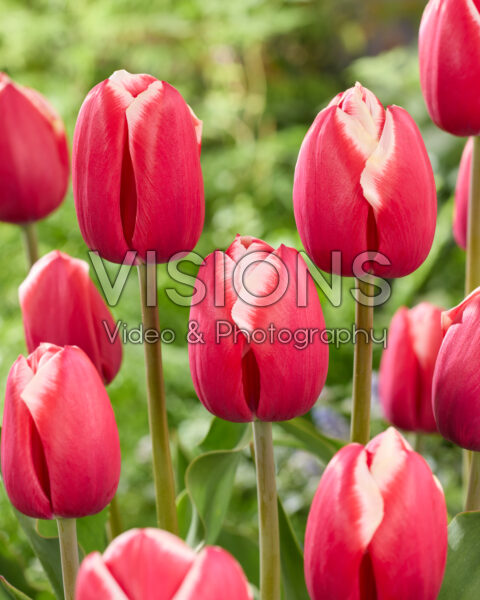 Tulipa Aomori Tulipa Aomori