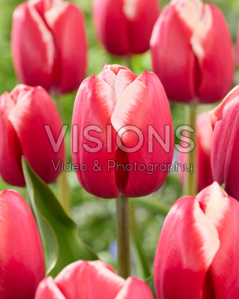Tulipa Aomori Tulipa Aomori