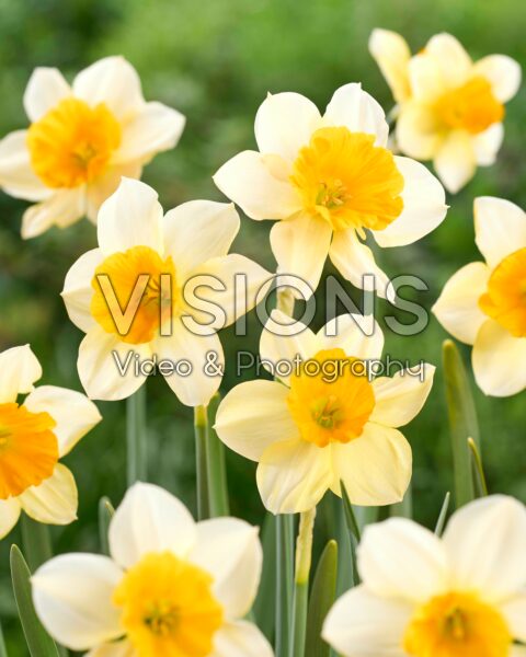 Narcissus Tangerine Beauty Narcissus Tangerine Beauty
