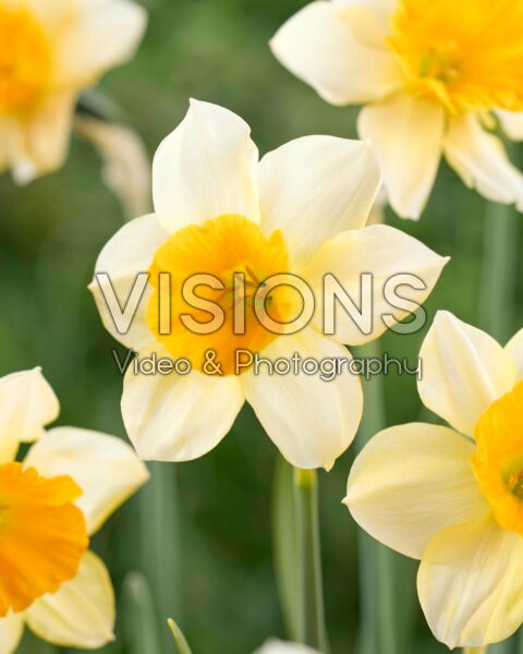 Narcissus Tangerine Beauty Narcissus Tangerine Beauty