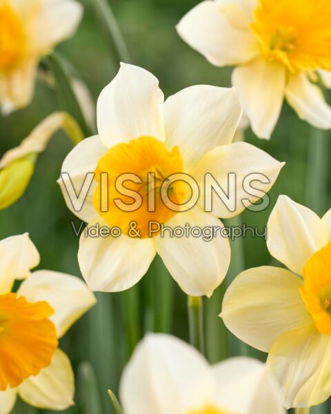 Narcissus Tangerine Beauty Narcissus Tangerine Beauty