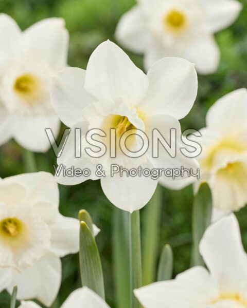 Narcissus Amos Pettingill Narcissus Amos Pettingill