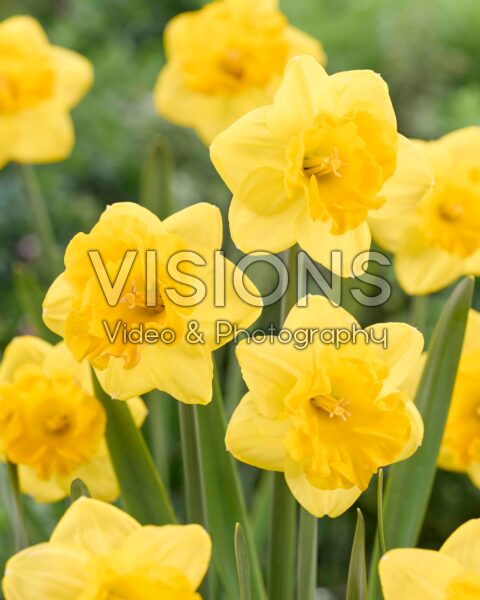 Narcissus Gringo Narcissus Gringo