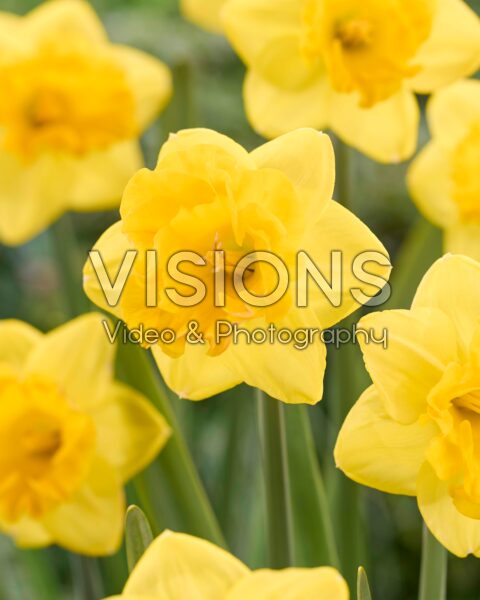Narcissus Gringo Narcissus Gringo