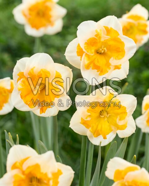 Narcissus Love Call Narcissus Love Call