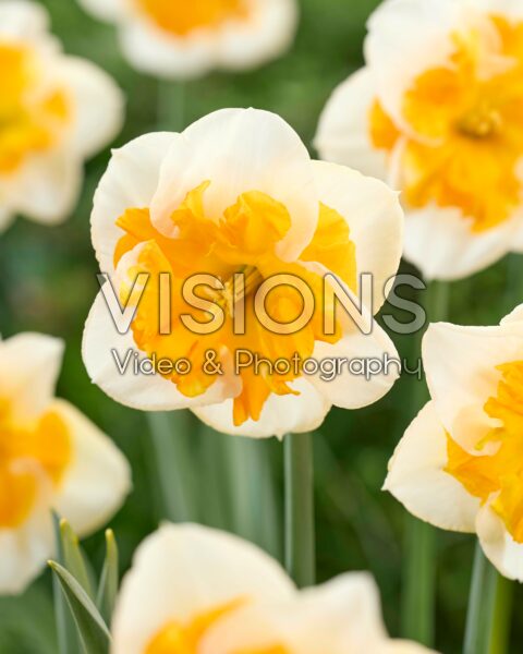 Narcissus Love Call Narcissus Love Call