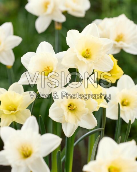Narcissus White Shine Narcissus White Shine