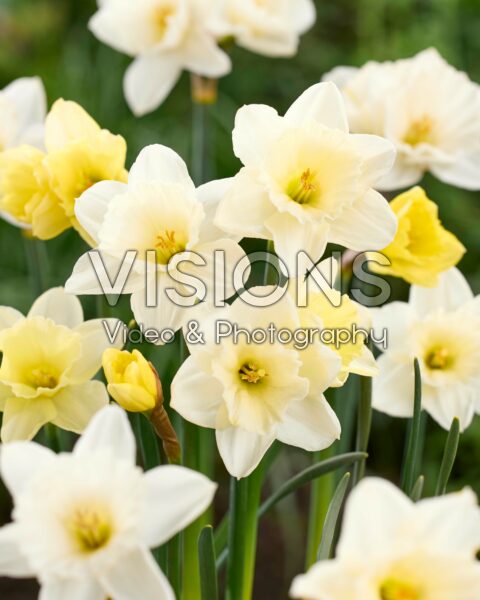 Narcissus White Shine Narcissus White Shine