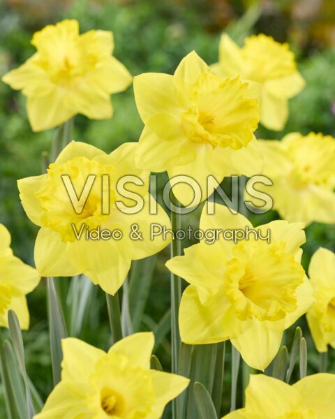 Narcissus Hello Sunshine Narcissus Hello Sunshine