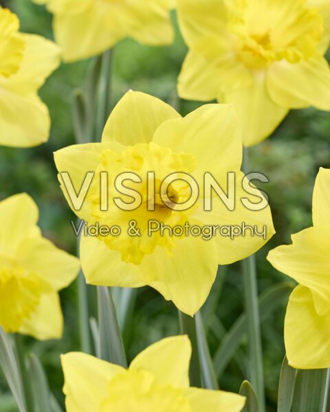 Narcissus Hello Sunshine Narcissus Hello Sunshine