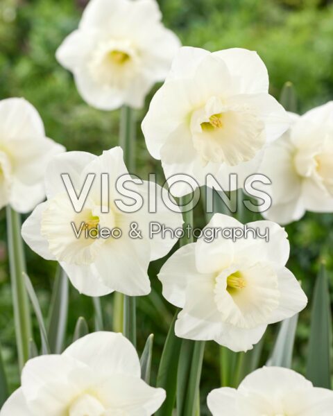 Narcissus Lucky Snow Narcissus Lucky Snow