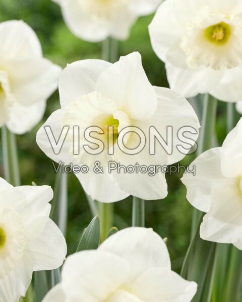 Narcissus Lucky Snow Narcissus Lucky Snow