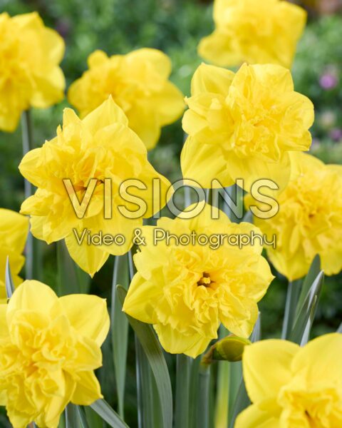 Narcissus Green Day