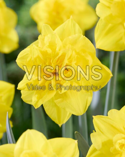 Narcissus Green Day Narcissus Green Day