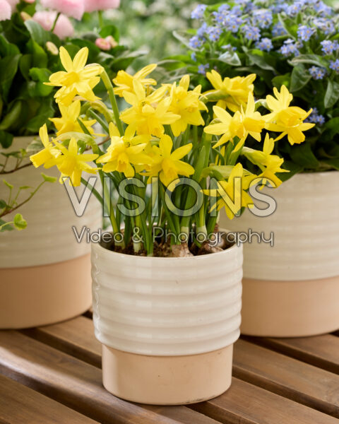 Narcissus Heart to Heart Narcissus Heart to Heart