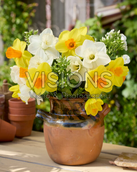 Boeket Narcissus La Delicatesse, Kingsday Boeket Narcissus La Delicatesse, Kingsday