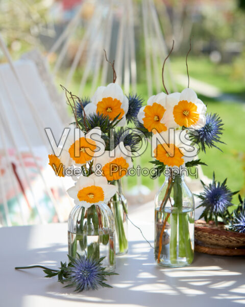 Narcissus Jacqueline in vases Narcissus Jacqueline in vases
