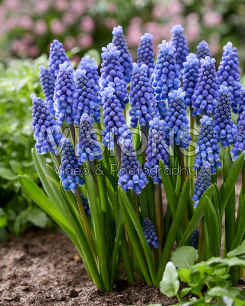 Muscari Big Smile Muscari Big Smile