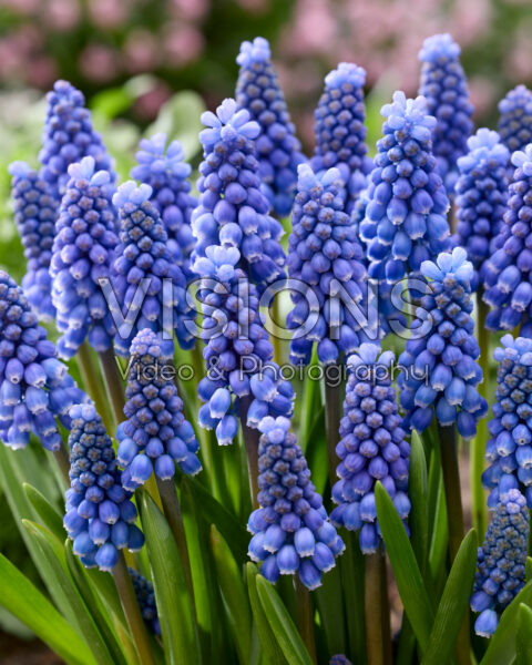 Muscari Big Smile Muscari Big Smile