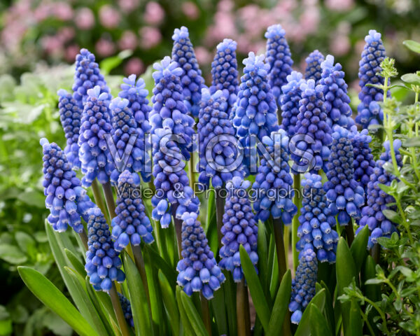Muscari Big Smile Muscari Big Smile