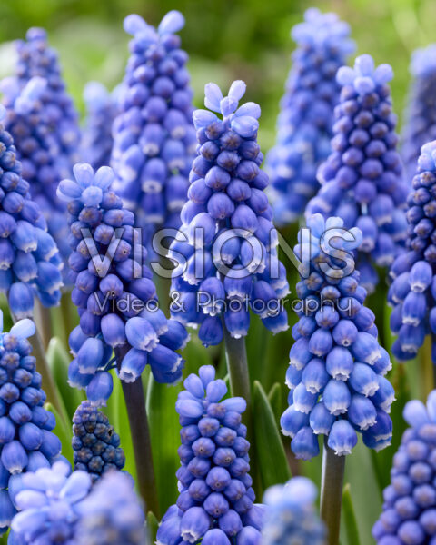 Muscari Big Smile Muscari Big Smile
