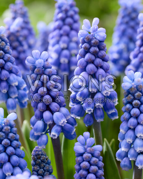 Muscari Big Smile Muscari Big Smile