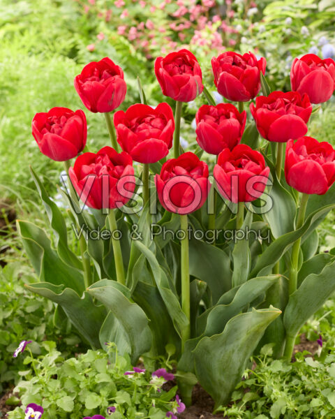 Tulipa Ile d'Amour Tulipa Ile d'Amour