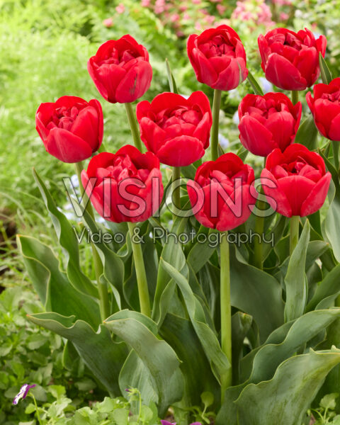 Tulipa Ile d'Amour Tulipa Ile d'Amour
