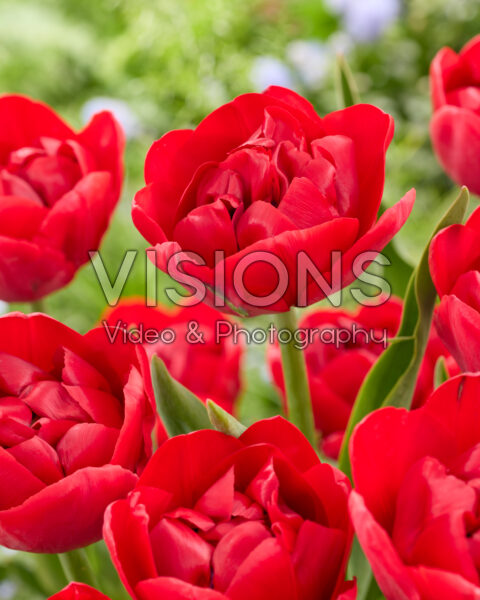 Tulipa Ile d'Amour Tulipa Ile d'Amour