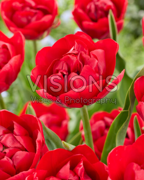 Tulipa Ile d'Amour Tulipa Ile d'Amour