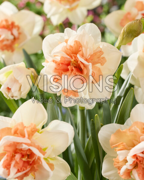Narcissus My Story Narcissus My Story