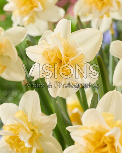 Narcissus Sweet Desire Narcissus Sweet Desire
