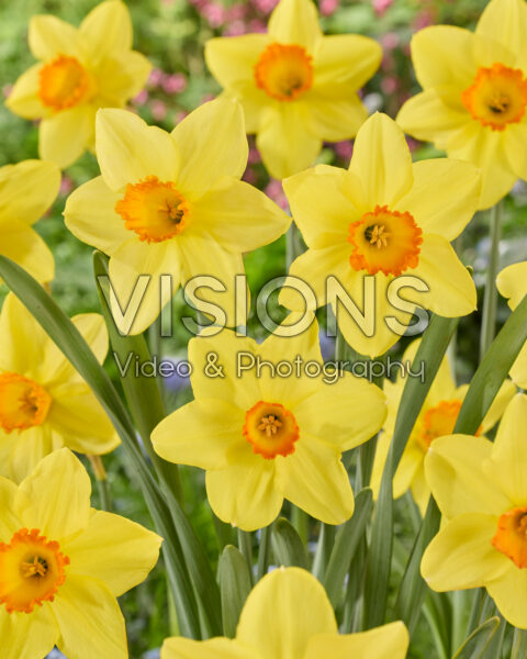 Narcissus Bright Jewel Narcissus Bright Jewel