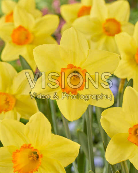 Narcissus Bright Jewel Narcissus Bright Jewel